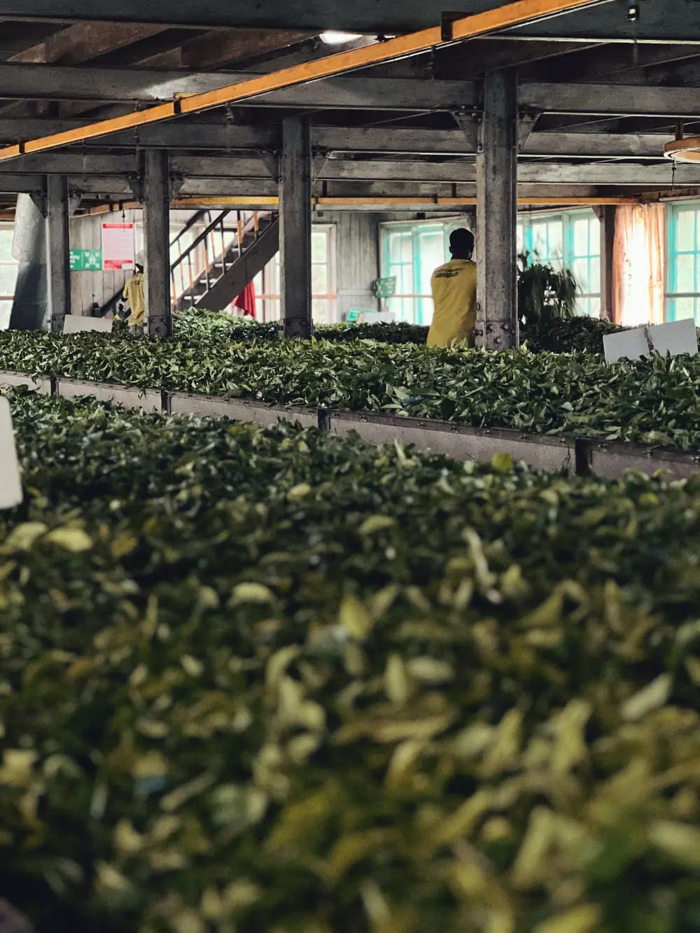 Fresh tea leaves spread on withering troughs inside a tea factory